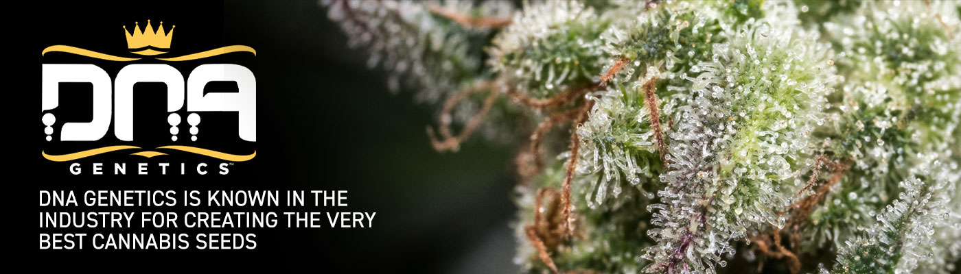 DNA Genetics Cannabis Seeds