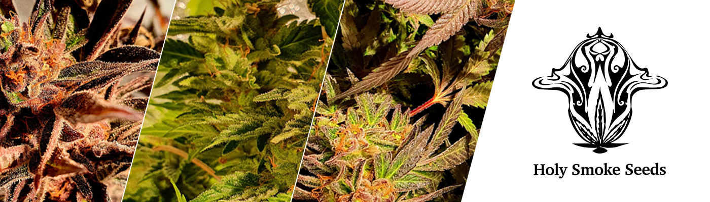 Holy Smoke - Three New Cannabis Seeds That Will Rock Your World