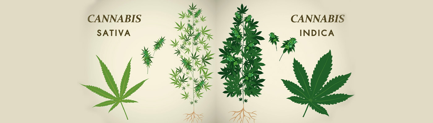 Indica vs Sativa? Fact or Myth?