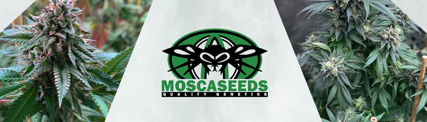 Mosca Seeds Gas Line Cannabis Seeds – It’s A Gas, Gas, Gas!