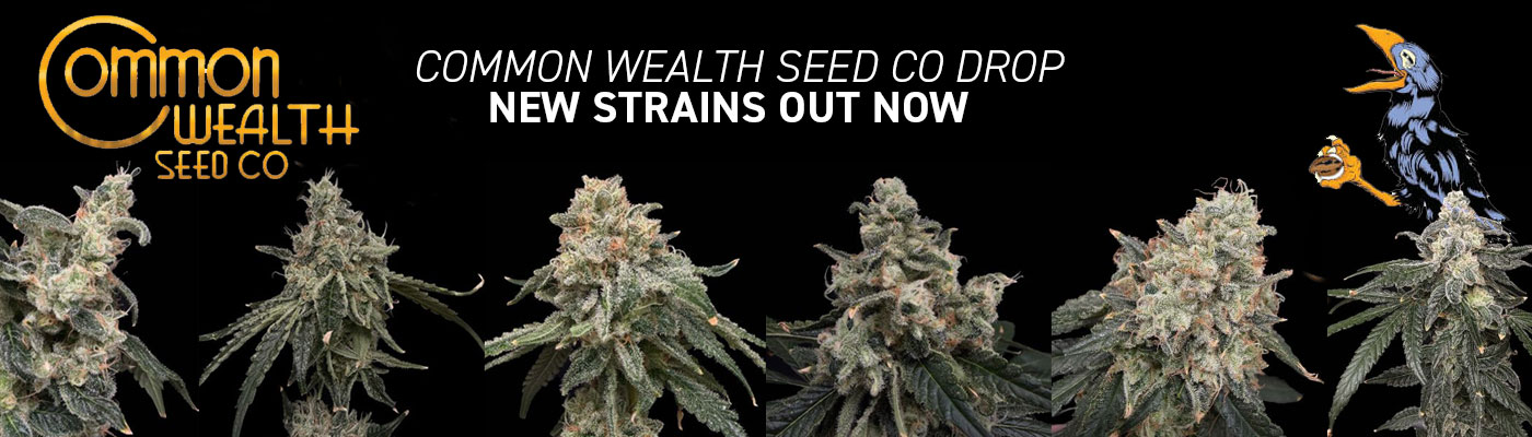 New Strains from Common Wealth Seed Co