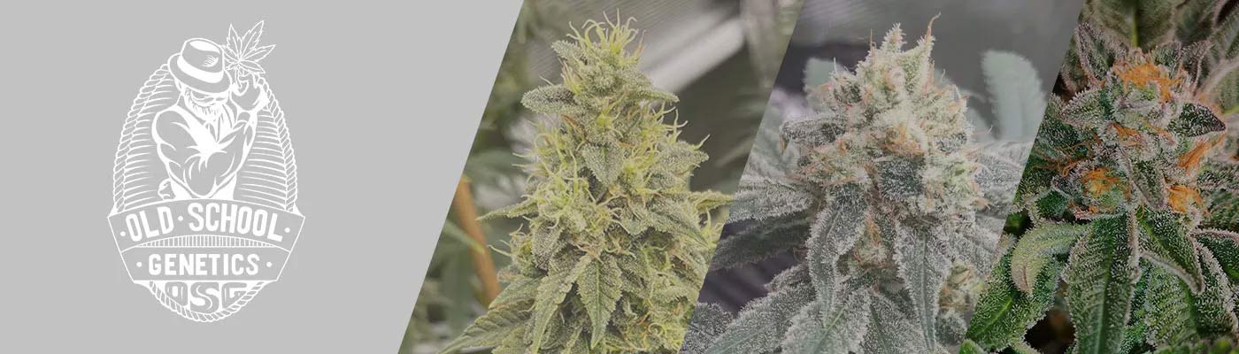 Old School Genetics – Classic Cannabis With A Modern Twist