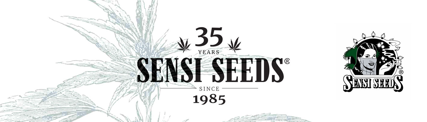 The Old Dutch Masters: Sensi Seeds
