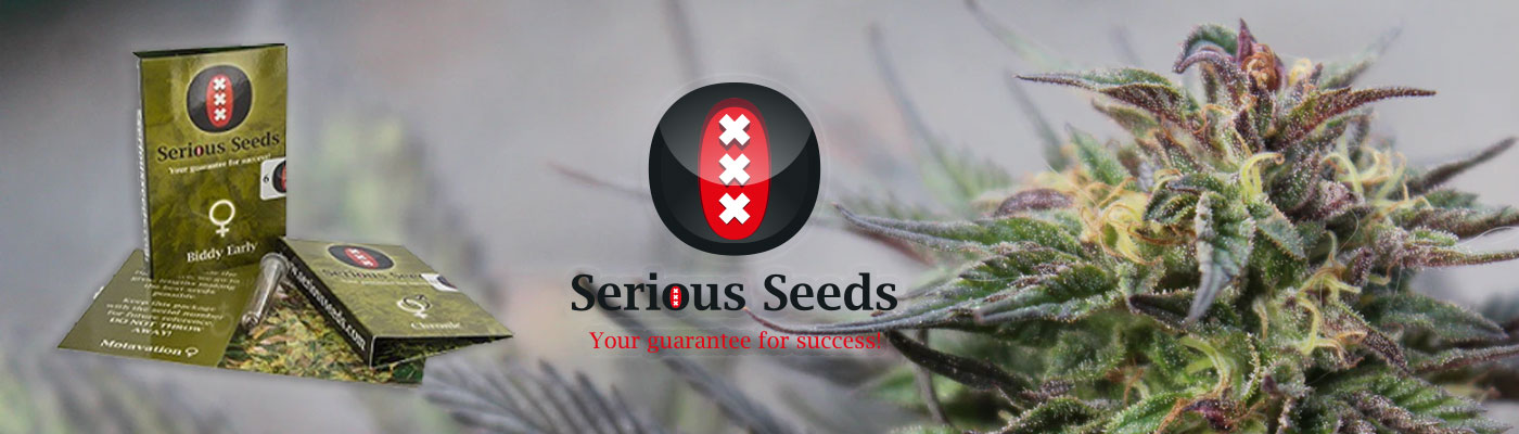 Serious Seeds – Old School Cannabis Genetics from Amsterdam