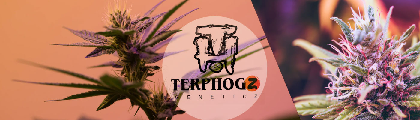 Zkittlez Cannabis Seeds by Terp Hogz Geneticz