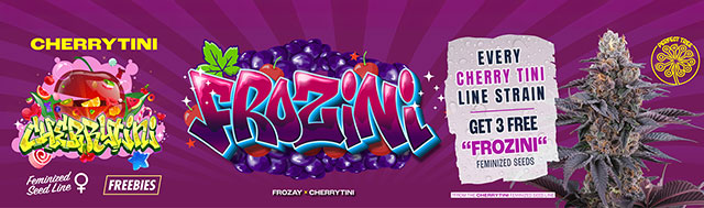 Get 3 x Frozini seeds with the Perfect Tree Cherry Tini Line