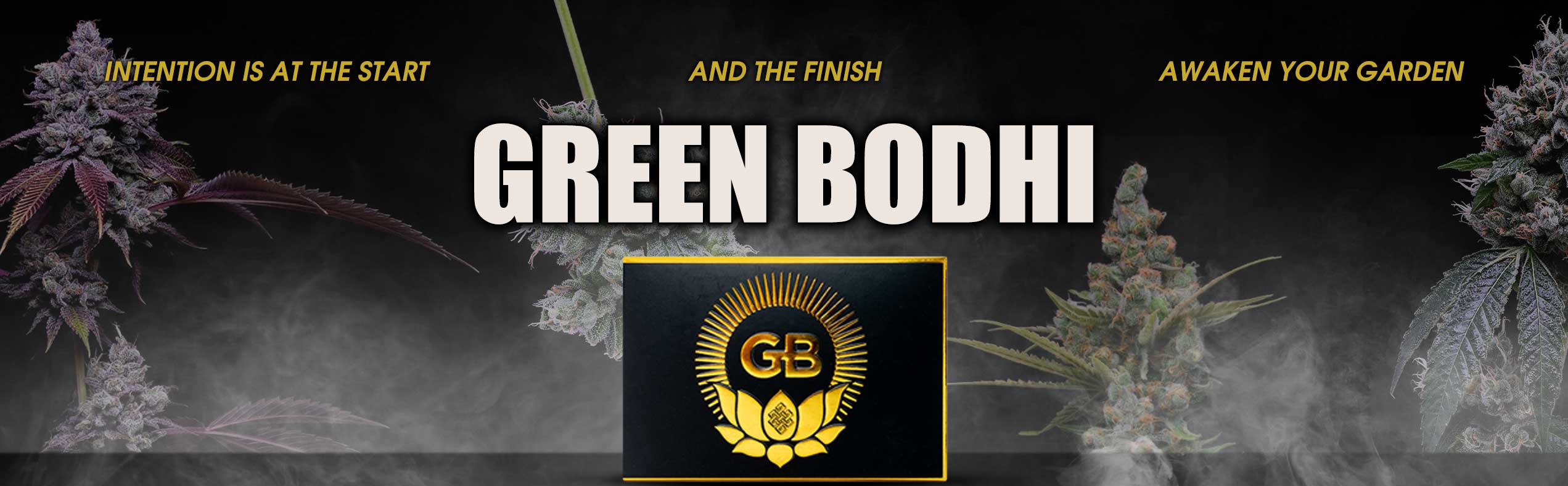 Green Bodhi Cannabis Seeds