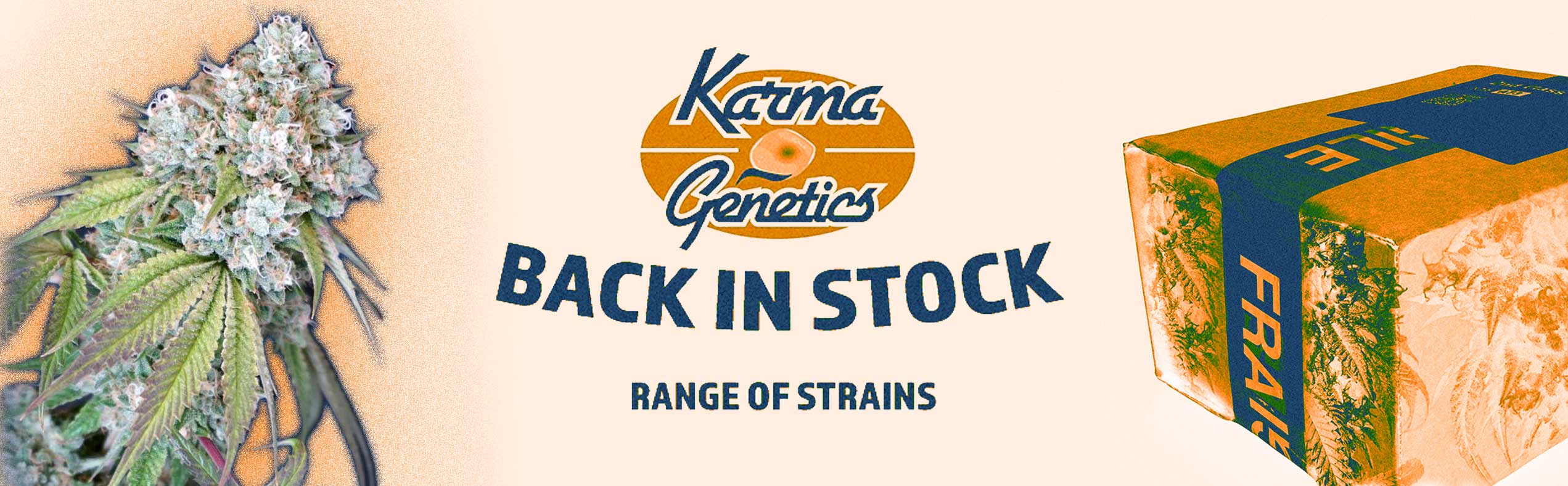 Karma Genetics Back In Stock
