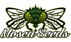 Mosca Seeds