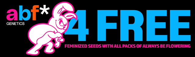 All packs of Always Be Flowering Get 4x Feminized Seeds, 1x Runtz S1, 1x Prince Pluto, 1x Malvazia, & 1x Lucky Cat