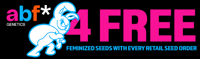 Every retail seed order gets Always Be Flowering 4x Feminized Seeds