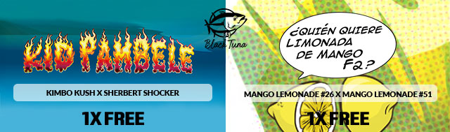 All packs of Black Tuna Seeds will receive 2x Feminized Seeds, Kid Pambele and Limonada De Mango F2