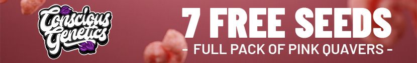 Buy any Conscious Genetics pack and get 7 Pink Quavers seeds FREE!