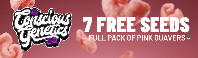 Buy any Conscious Genetics pack and get 7 Pink Quavers seeds FREE!