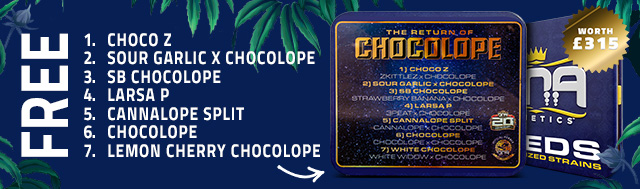 Free chocolope tin from DNA Genetics when wholesalers spend 350+ on DNA Genetics
