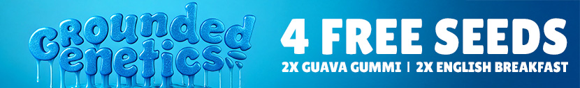 Get 4x free seeds free with every pack, 2x Guava Gummi and 2x English Breakfast