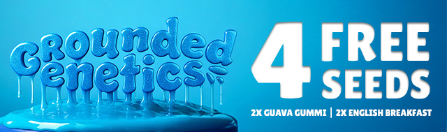 Get 4x free seeds with every pack, 2x Guava Gummi and 2x English Breakfast