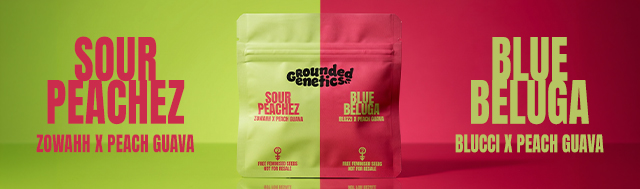 Buy any pack of Grounded Genetics and score 4 FREE bonus seeds