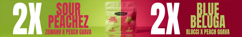 Buy any pack of Grounded Genetics and score 4 FREE bonus seeds:2x Sour Peachez (Zowahh x Peach Guava) + 2x Blue Beluga (Blucci x Peach Guava)