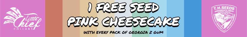 Get 1 free seed of Pink Cheesecake (London Cheesecake x Bubblegum) with each GeorgiaZGum pack
