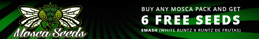 Get 6 free feminized Seeds of Smash (White Runtz x Runtz De Frutas) with every Mosca Seeds Purchase.