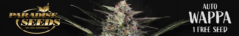 All packs of Paradise Seeds get 1x Auto Wappa Free!