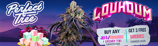 Get x3 Loukoum seeds with any peach OZZ or Jet A fem seeds