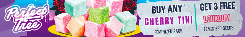 Buy any feminized seeds from CherryTini line and get 3x Loukoum seeds for free
