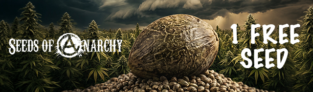All packs of Seeds of Anarchy get 1x random strain from Seeds of Anarchy / Spice of Life Seeds