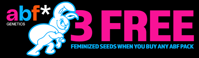 All packs of Always Be Flowering Get 4x Feminized Seeds, 1x Runtz S1, 1x Prince Pluto & 1x Malvazia