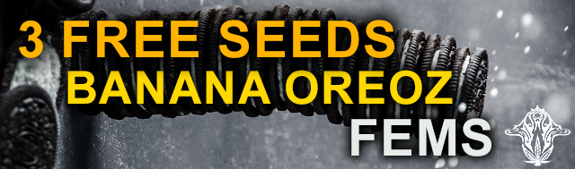 Get 3 Banana Oreoz Fems With Every Pack Of Raspberry Oreoz By Holy Smoke Seeds