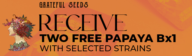 Buy selected packs by Grateful Seeds and receive 2 Papaya Bx1 seeds for FREE