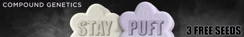 Receive x3 Stay Puft Feminized Seeds For FREE