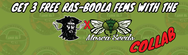 Mosca Tiki Madman Collaboration Promotion