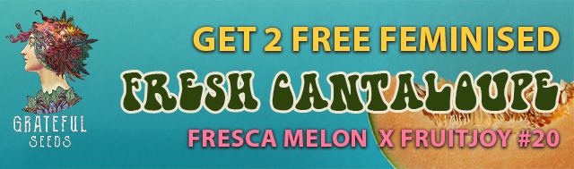 Get x2 Fresh Cantaloupe Feminised Seeds for Free!