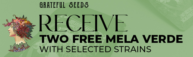 Buy selected packs by Grateful Seeds and receive 2 Mela Verde seeds for FREE