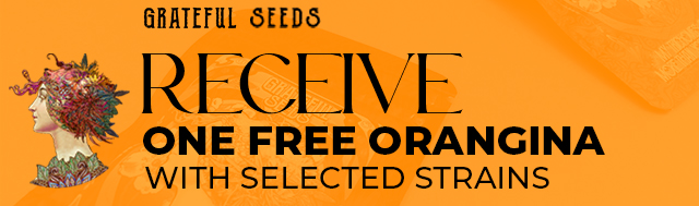 Buy selected packs by Grateful Seeds and receive 1 Orangina seed for FREE