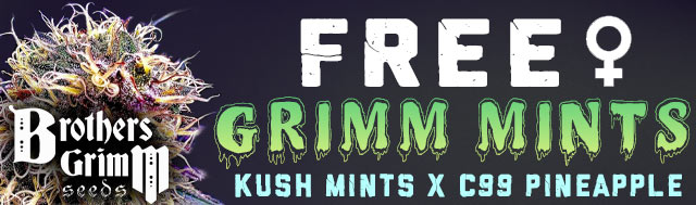 Free Grimm Mints Female Weed Seeds By Brothers Grimm Seeds