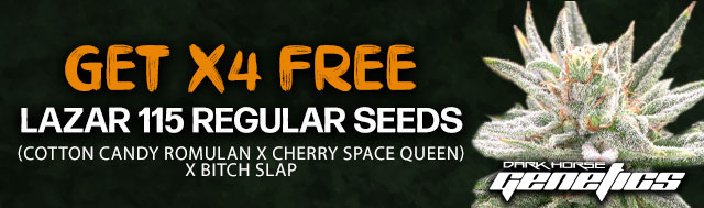 Get 4 Free Lazar 115 Regular Seeds For Free