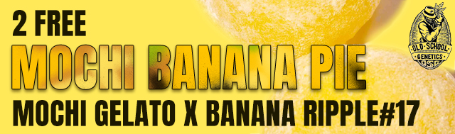 Two Free Mochi Banana Pie Feminized Cannabis Seeds Promotion