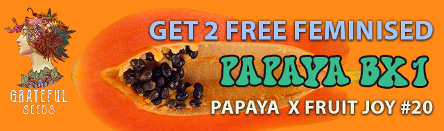 Get x2 Papaya Bx1 Feminised Seeds for Free!