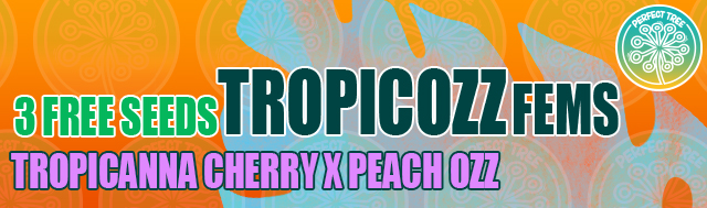 Get 3 Free Tropicozz Fems By Perfect Tree Seeds