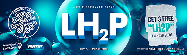 Get x3 Free LH2p Fem seeds with with any peach OZZ or Jet A fem seeds