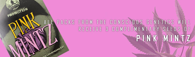 All packs from the Conscious Genetics will receive 3 complimentary seeds of Pink Mintz