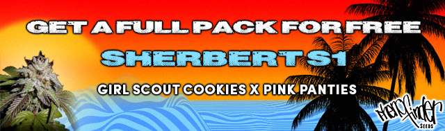 All packs of Pheno Finder Seeds aside from the Kuntz line will receive a full pack of Sherbert S1