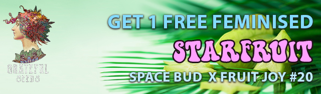 Get x1 Starfruit Feminised Seed for Free!