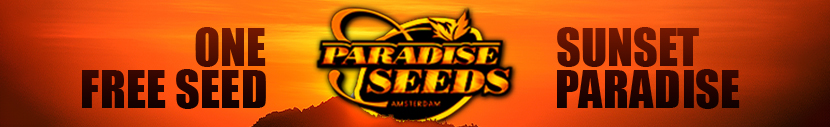 1 Sunset Paradise Feminised Seed For FREE!