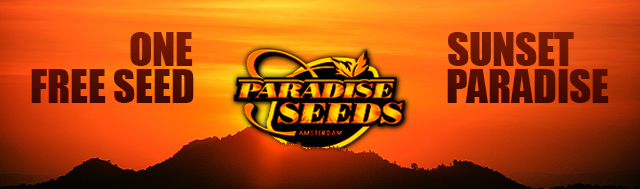 Paradise Seeds Feminized Cannabis Seeds for Free
