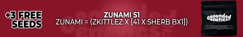 3 Zunami S1 Feminised Cannabis Seeds For FREE