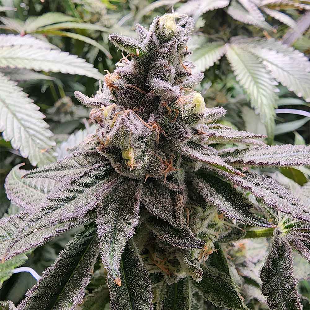 Mamoncillo Feminized Cannabis Seeds Wholesale